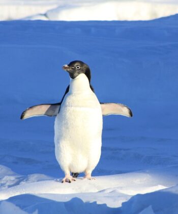 tại sao chim cánh cụt không biết bay