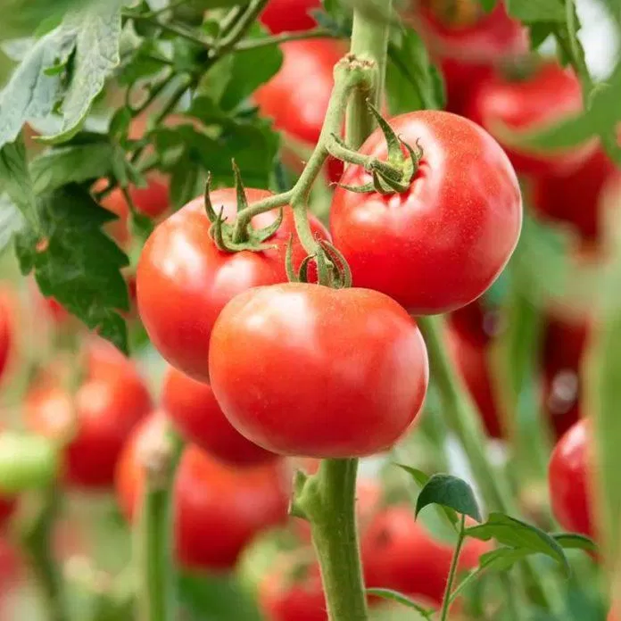 Lợi ích của cà chua (Nguồn: Internet)
