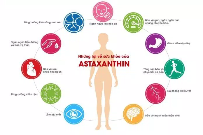 Công dụng của Astaxanthin (Nguồn: Internet).