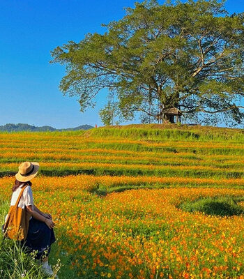 dong hoa trong tren ruong bac thang diem den moi dep nhu canh phim o hoa binh 139