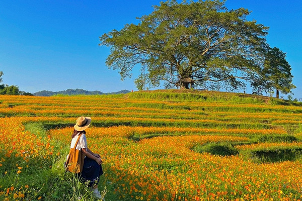 dong hoa trong tren ruong bac thang diem den moi dep nhu canh phim o hoa binh 139