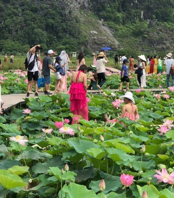 du khach chen chan chup anh o dam sen hang mua ninh binh 16