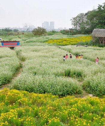 canh-dong-hoa-tam-giac-mach-ha-noi-01