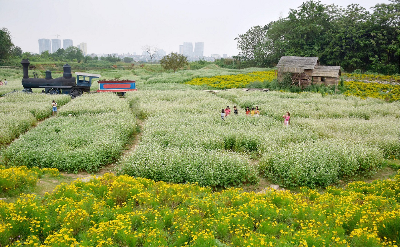 canh-dong-hoa-tam-giac-mach-ha-noi-01