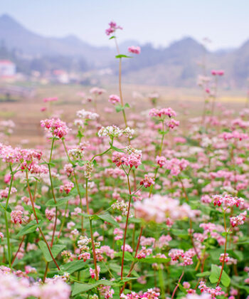 canh-dong-hoa-tam-giac-mach-ha-noi-02