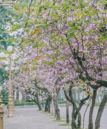 hanoi_hoa-ban-ha-noi