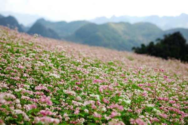 hoa tam giac mach ha giang