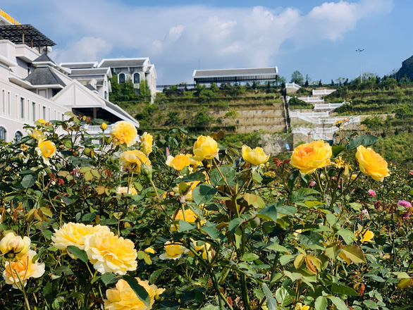 toa do thung lung hoa hong sa pa