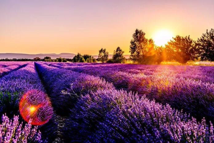 Lavender Fields (Cánh đồng hoa Oải Hương) - nguồn: Internet