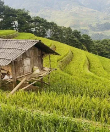 Lúa ruộng bậc thang ngả vàng. (Ảnh: Kim Cúc)