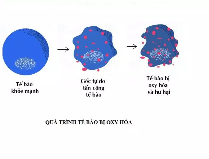 Quá trình tế bào bị oxy hóa (Nguồn: Internet).