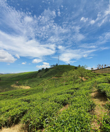 săn mây đà lạt