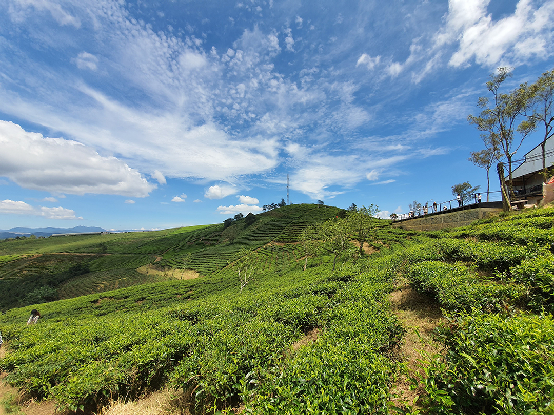 săn mây đà lạt