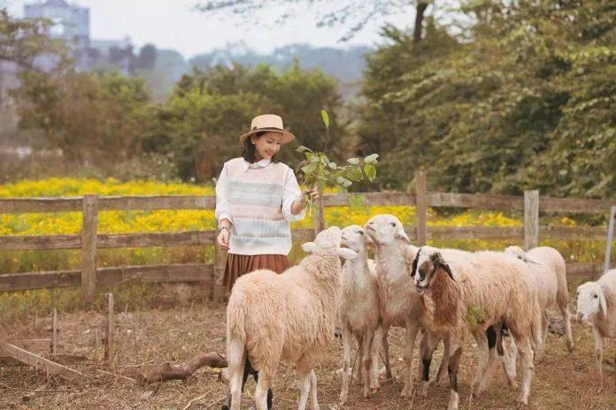 Trang trại cừu du mục (Nguồn: Internet)