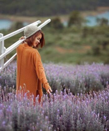 vuon hoa lavender da lat halo.vietnam