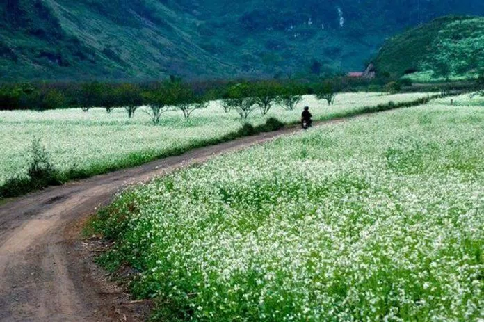 Cánh đồng hoa trắng tinh khôi tuyệt đẹp ở Mộc Châu (Ảnh: Internet)